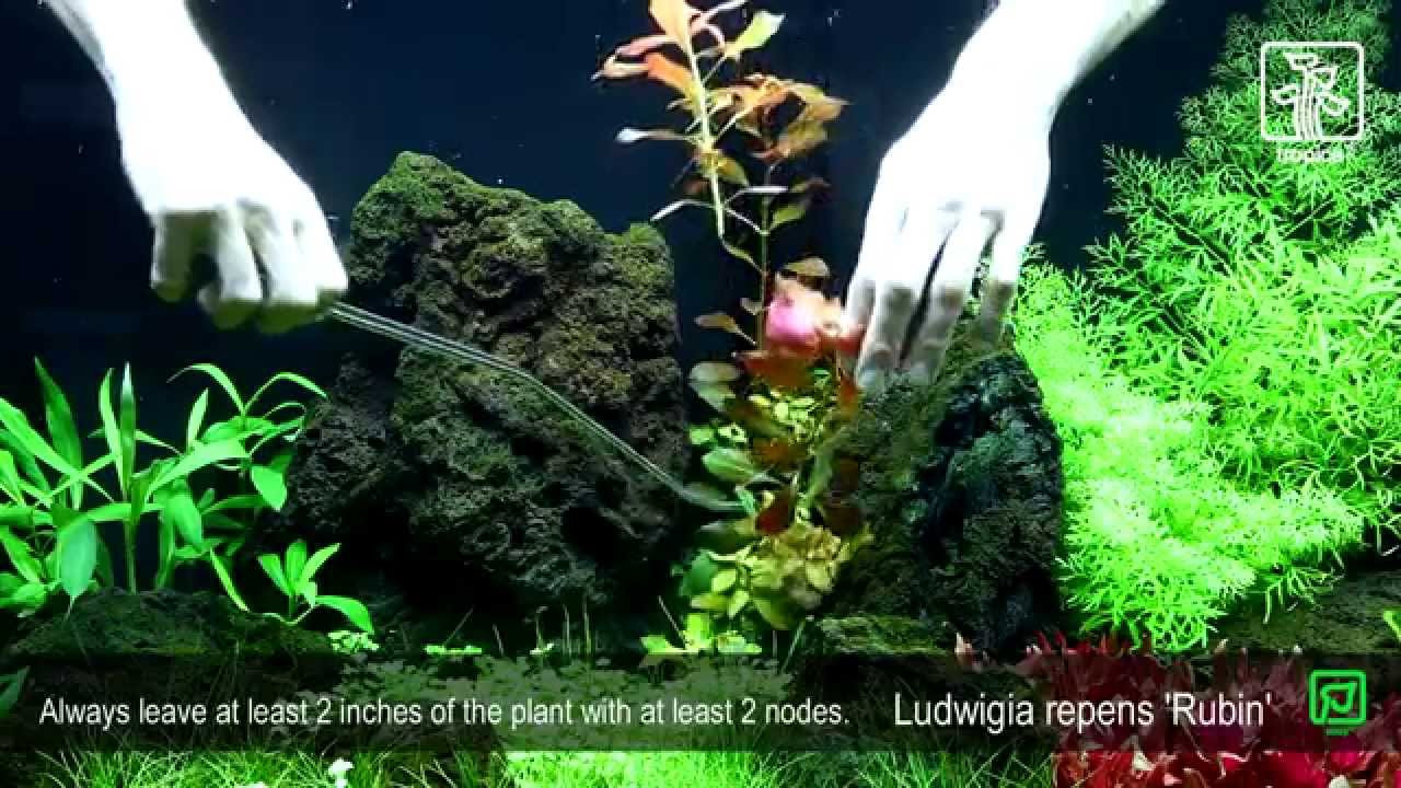 Indlæs video: