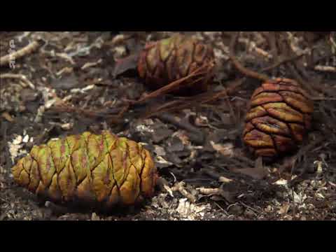 Das geheime Leben der Pflanzen: Arterhalt Doku (2016)