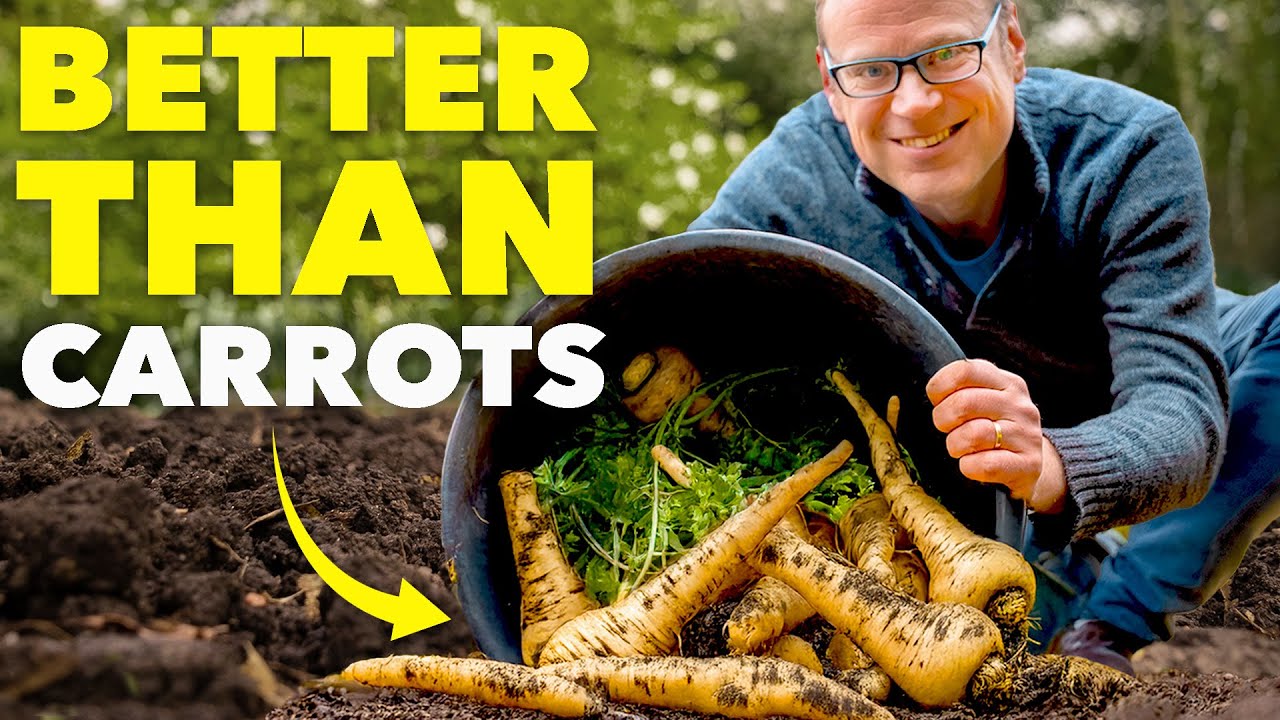 Parsnip Growing Masterclass (Way Better Than Carrots)
