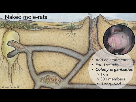 CARTA: Linking Communication and Cooperation: Lessons from the Naked Mole-Rat with Alison Barker