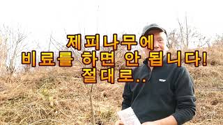 제피나무에 비료를 하면 안 됩니다! 절대로..