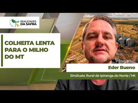 Chuva e frio alongaram ciclo do milho e colheita avança lentamente em Ipiranga do Norte/MT