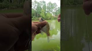 Download lagu Apakah Lebih Baik Memancing Sebelum Hujan Badai? mp3