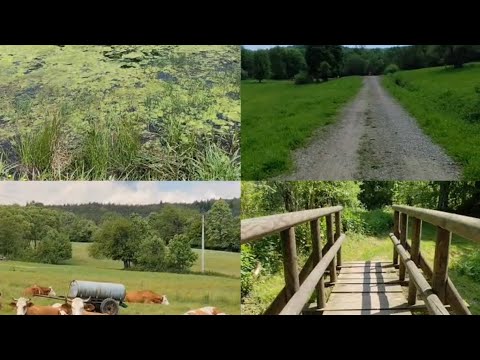 Krempna / Ścieżka Przyrodnicza Kiczera