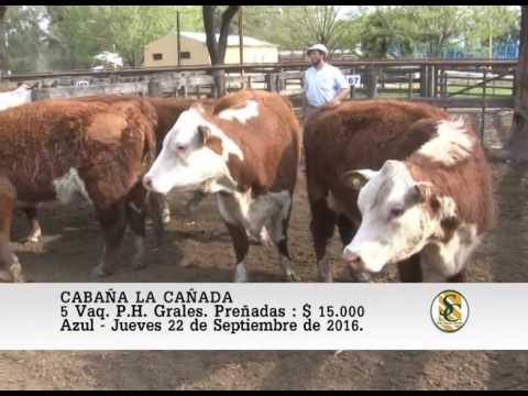 22-09-16 Venta de Vaq. Preñadas A.A. y P.H. - Cabaña La Cañada y El Paso - Azul.