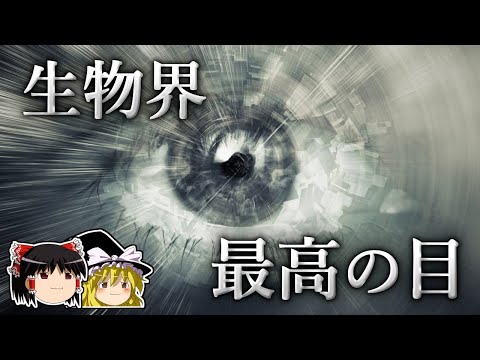 アンデス コンドル (Vultur gryphus)