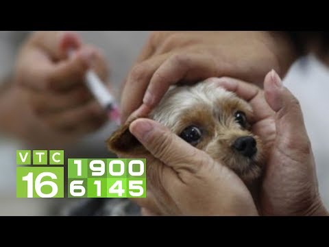 , title : 'Những vắc xin cần tiêm phòng cho chó | VTC16'