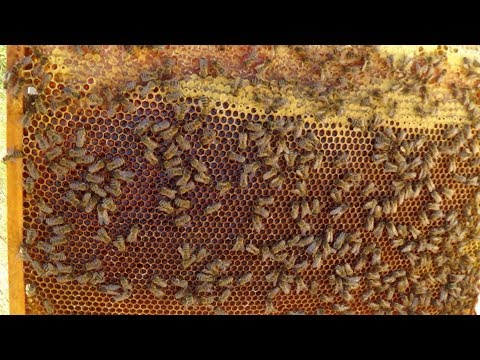 Наступил главный взяток с подсолнуха, пасека в сезон