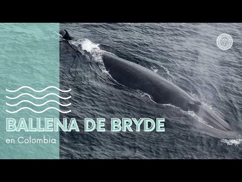 Una Ballena de Bryde registrada en Colombia / Cabo Marzo - Chocó / Expedición Pelágica 2024