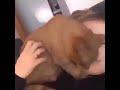Cat Biting His Tail