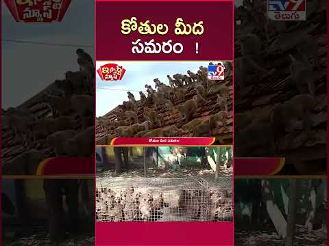 iSmart News : కోతుల మీద సమరం! - TV9