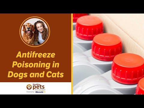 Dr. Becker Discusses Antifreeze Poisoning