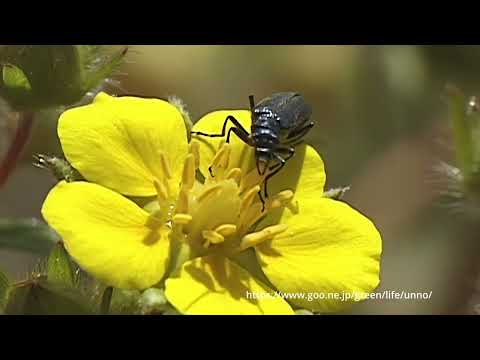 花粉を食べるモモブトカミキリモドキ