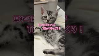 Titia Diary01「仔猫お迎えしました」【day1】 #アメリカンショートヘアー #シルバータビー