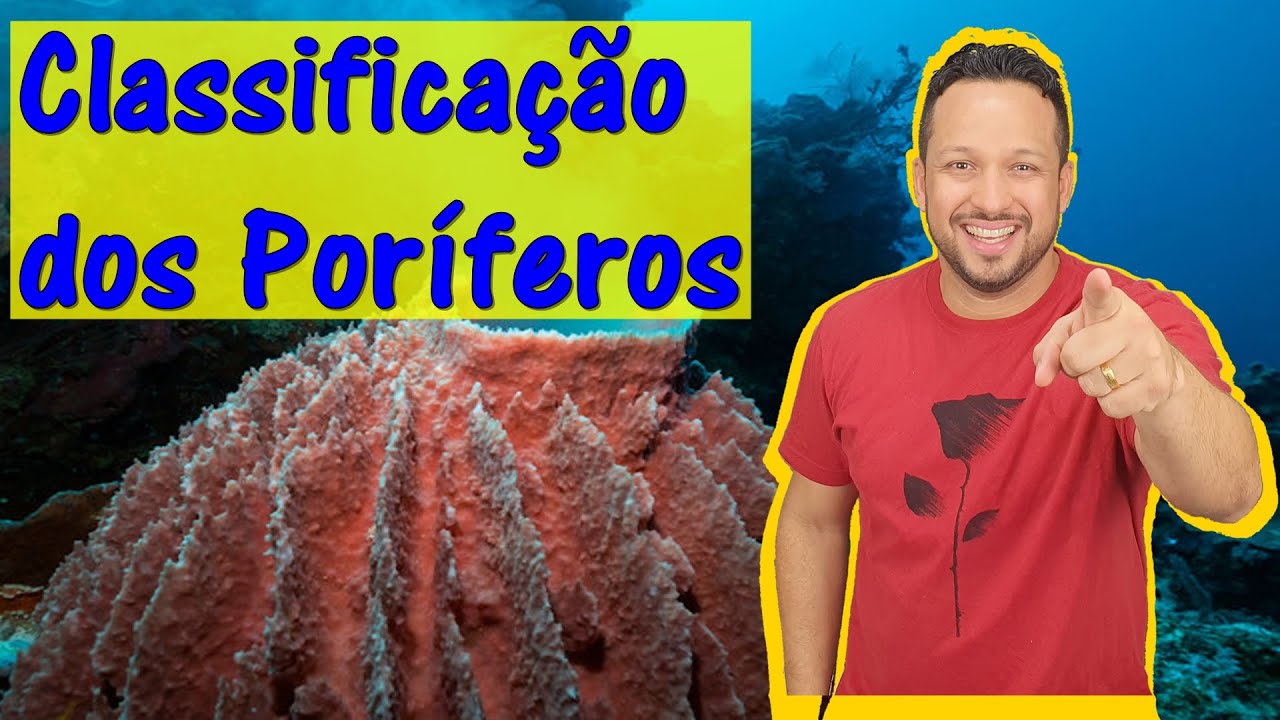 Classificação dos Poríferos - Tipos de Esponjas - Classes do Filo Porifera - Zoologia Invertebrados