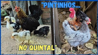 MOSTRANDO os pintinhos das Garnizés 