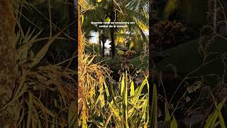 #Shorts BORBOLETAS NO JARDIM