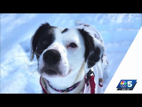 Pet Connection: Dec. 18, 2025 - YouTube