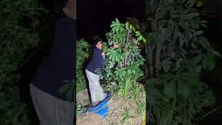 Download lagu Begini trik menangkap burung pipit di malam hari#shortvideo mp3