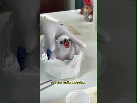 Vem ver um pouquinho mais do filhote de Harpia! 🤍 #Wildlife #ZooSP #Harpia #Aves #animals