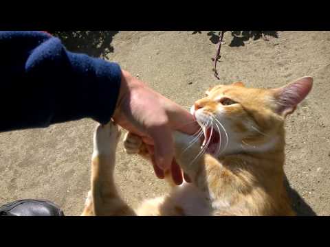 Cat Love Bites - YouTube
