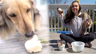 Making PUPsicles With My Miniature Dachshund!