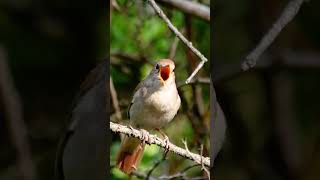 Download lagu PEACEFUL RELAXING MORNING NIGHTINGALE SINGING MOMENTS #birds #nightingale #shorts #relaxing mp3
