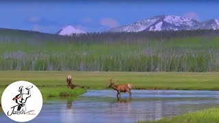 Elk In America (Trailer)
