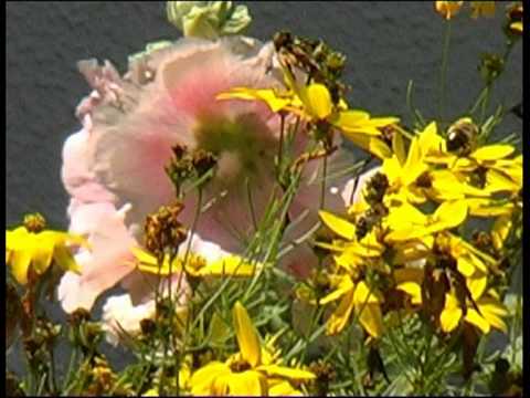 Gewusel im Staudenbeet