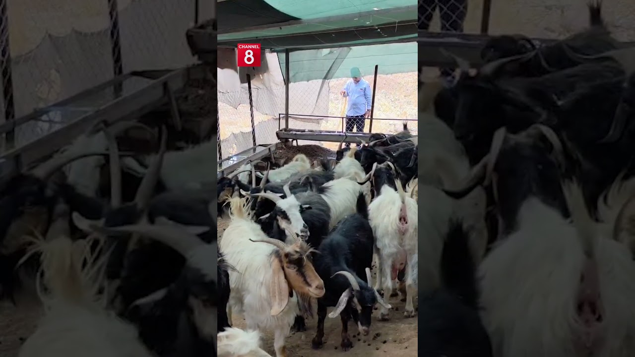 ڤیدیۆ | هێندە بزنەکانی خۆش دەوێت دوو موبەڕیدەی بۆ داناون تاوەکو گەرمایان نەبێت
