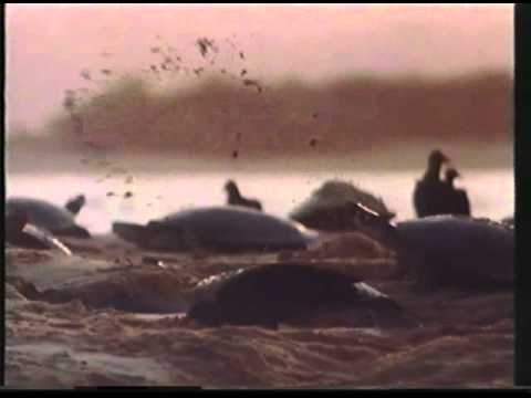 BBC Amazon The Flooded Forest 05