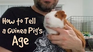 How to Tell a Guinea Pig