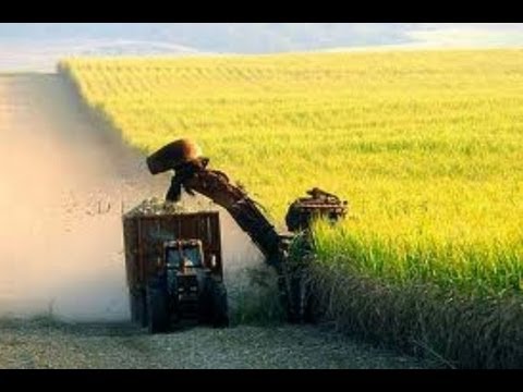 Divino e Donizete - O rei da cana