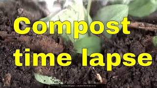 Composting time lapse from inside a compost bin. Soil Cam - worms woodlice &amp; roots growing