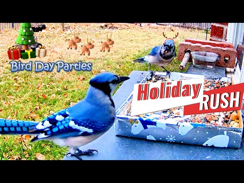 Holiday Rush: Blue Jay Birds and Friends?