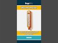 thermometer (noun) - definition and usage in English