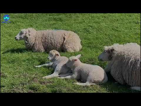 Babyboom auf dem Wedeler Deich