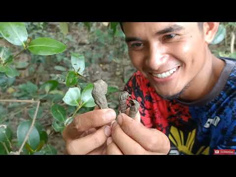 P1 -Pangunguha ng Susong Dawo-Dawo at Saka Saka, Catch & Cook ( Ginataang Suso) Occi Mindoro, EP-116