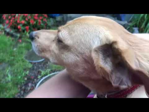 EmKaTus - "Szaszłyk" (teraz to rozumiem)