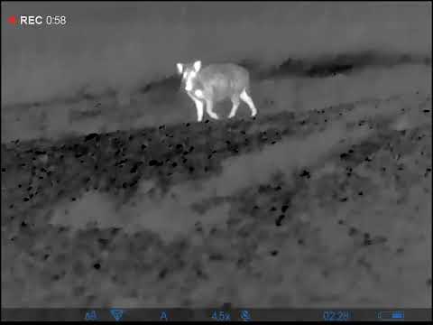 Schwarzwildjagd - Überläufer erlegt 