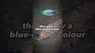 Download lagu Platypus Facts You Didn't Know mp3