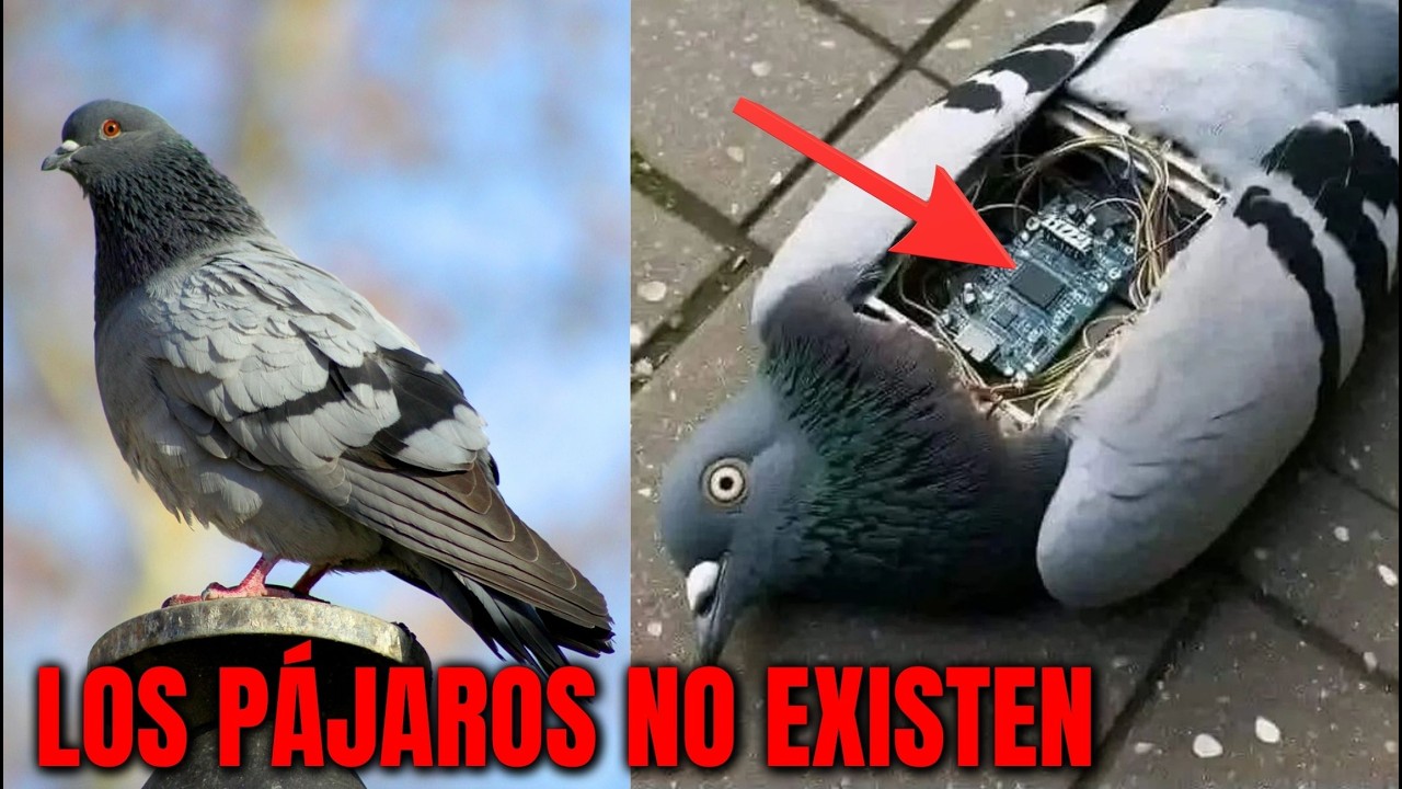 LOS PÁJAROS NO EXISTEN, NO SON REALES... SON UN INVENTÓ del GOBIERNO para ESPIARNOS?