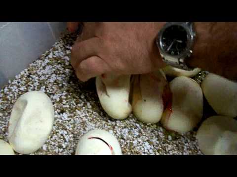 YouTube Video R4ydtuCENzk