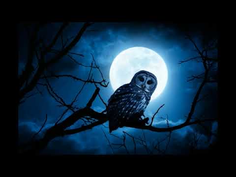 download lagu mp3 mp4 Owl Sfx, download lagu Owl Sfx gratis, unduh video klip Owl Sfx