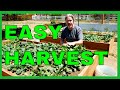 How to Harvest Salad Greens