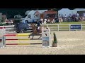 Hongre de Grand Prix