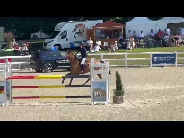 Hongre de Grand Prix 