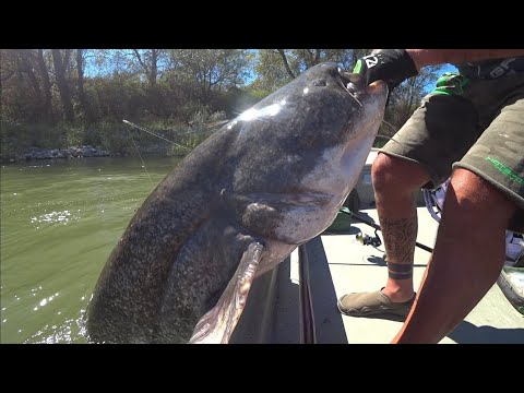 Pesca al Siluro a spinning con gomma e la nuova Evo Cat Spin 243 Zeck Fishing