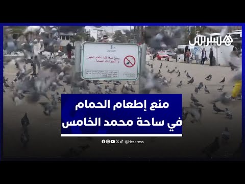 منع إطعام طيور في ساحة محمد الخامس بالبيضاء.. رواد الساحة يرفضون القرار ويتسائلون عن أسبابه