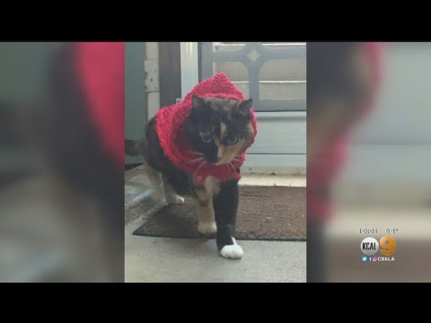 Caught On Camera: Uber Eats Driver Suspected Of Stealing Beloved Cat While On Delivery